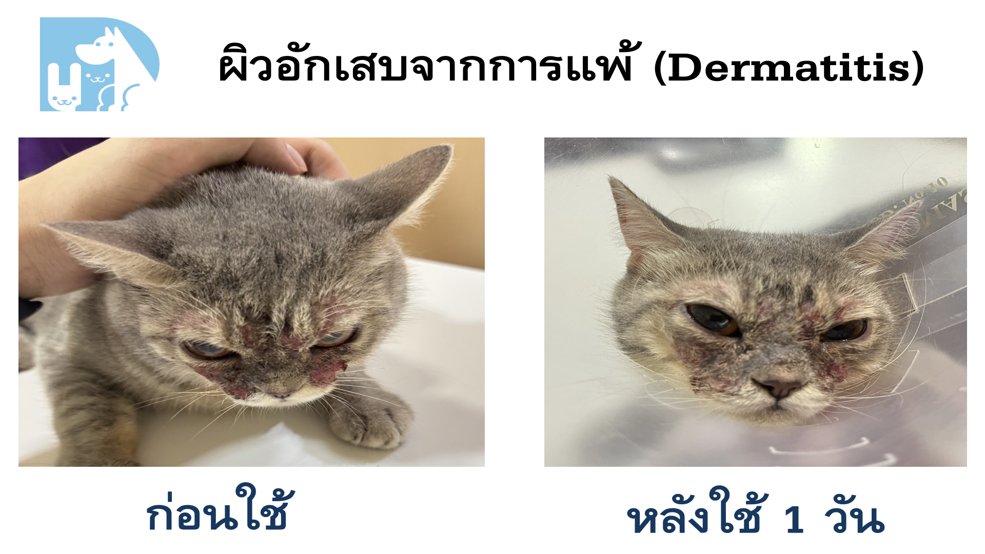 ผิวอักเสบจากการแพ้ Dermatitis แมว ดีขึ้นใน 1 วัน