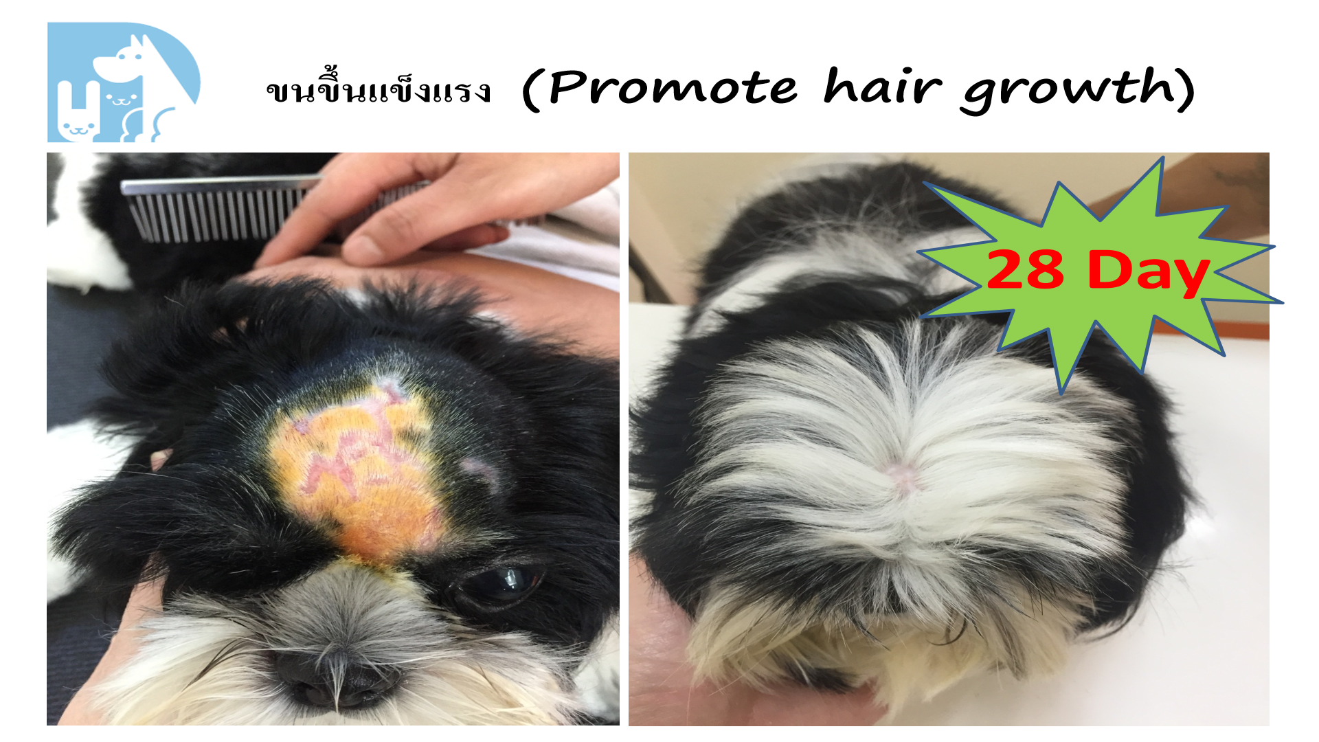 ขนขึ้นแข็งแรง Promote hair growth สุนัข 28 วัน