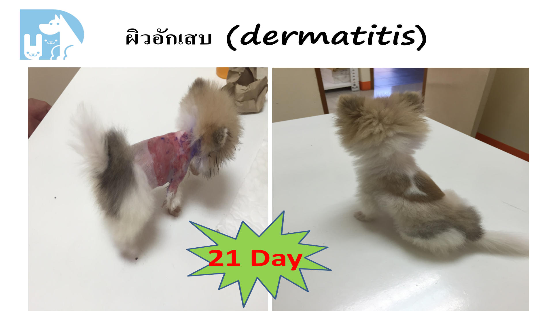 ผิวอักเสบ Dermatitis สุนัข 21 วัน