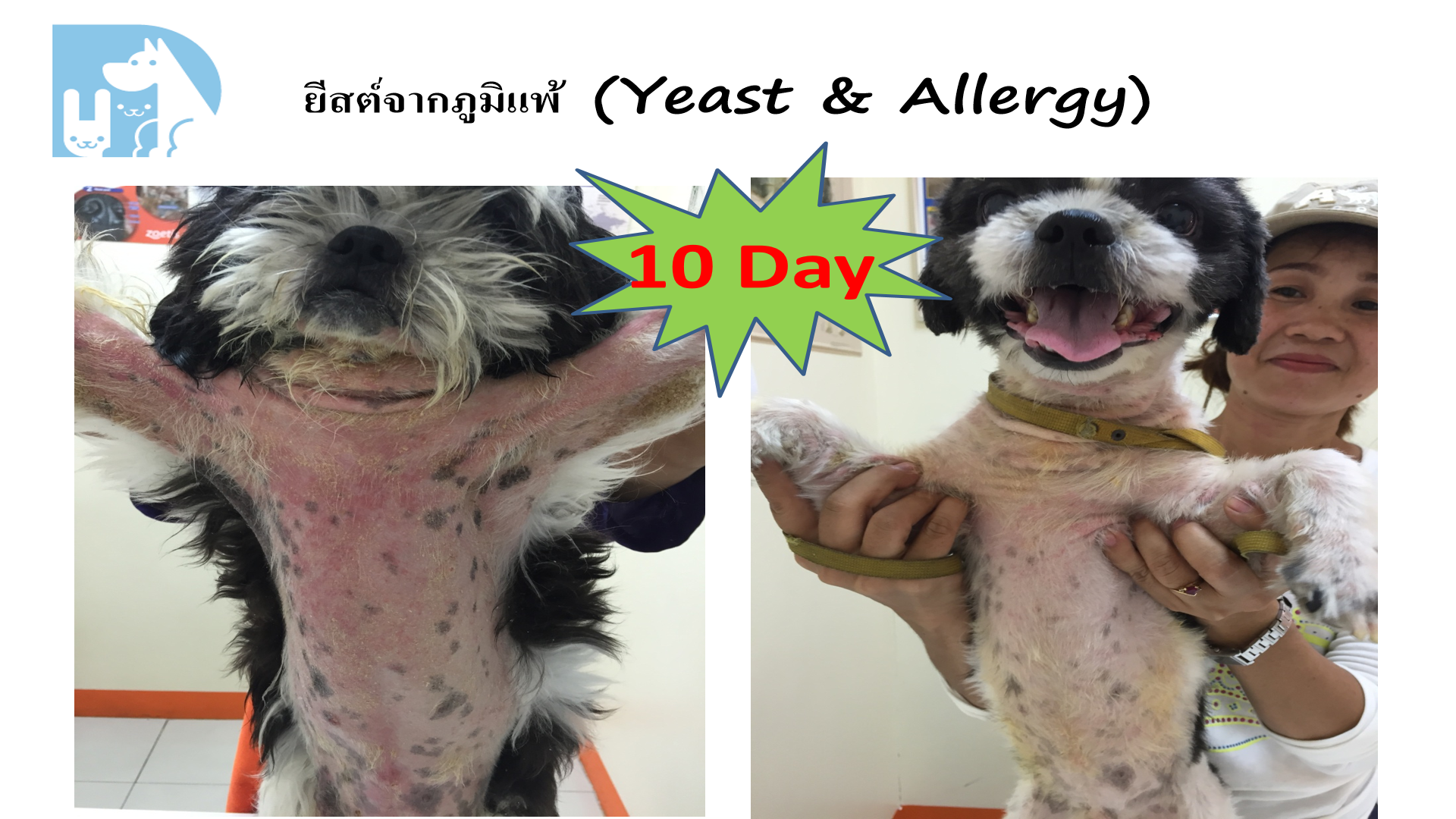 ยีสต์จากภูมิแพ้ Yeast & Allergy สุนัข 10 วัน
