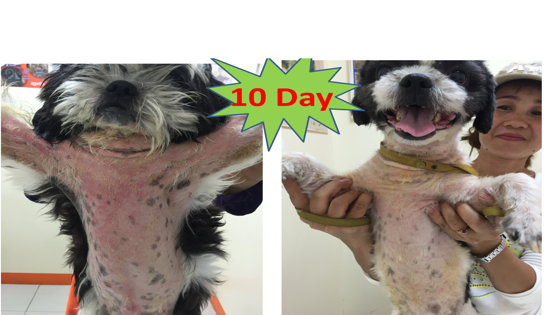 ยีสต์จากภูมิแพ้ Yeast & Allergy สุนัข 10 วัน