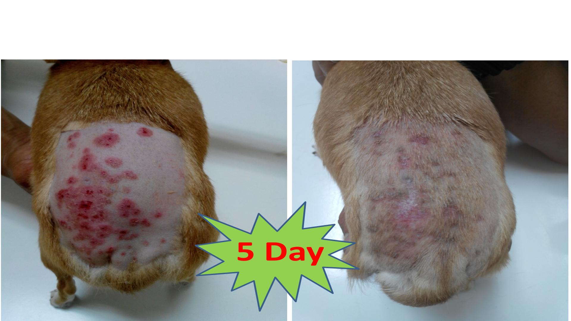 ผื่นแพ้น้ำลายเห็บ Flea bite allergy สุนัข 5 วัน