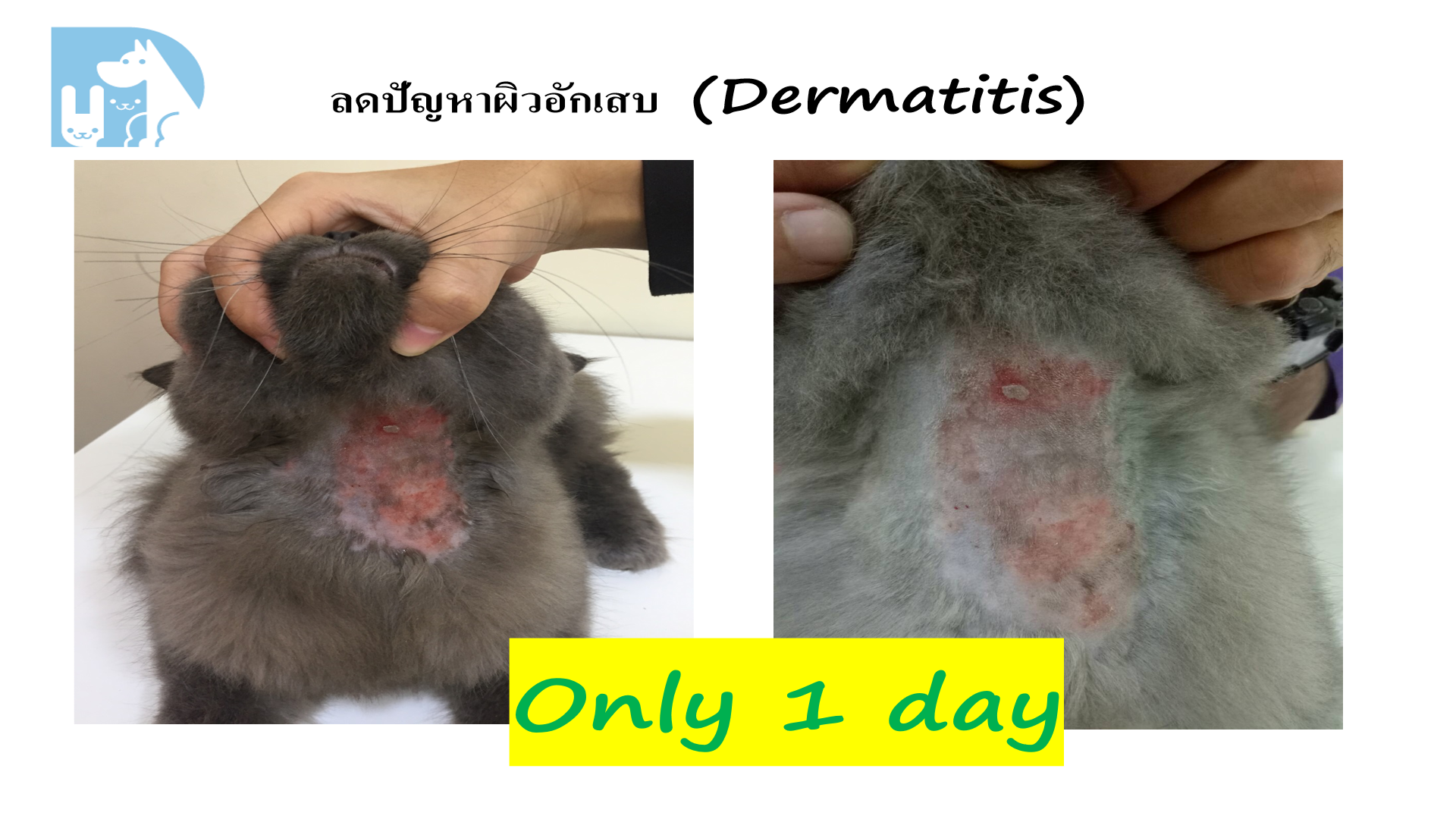 ผิวอักเสบ Dermatitis แมวเทา Only 1 day