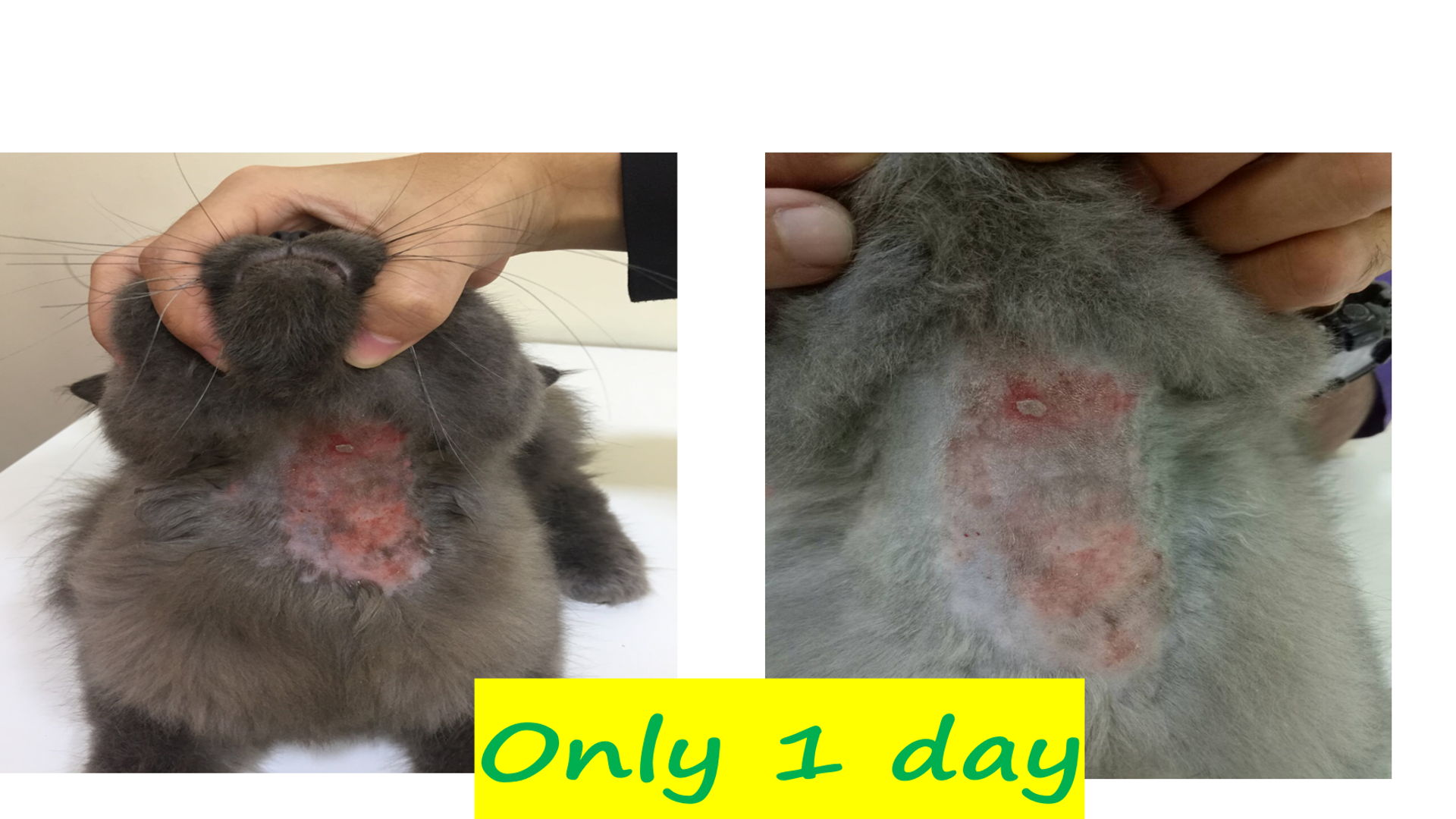 ผิวอักเสบ Dermatitis แมวเทา Only 1 day