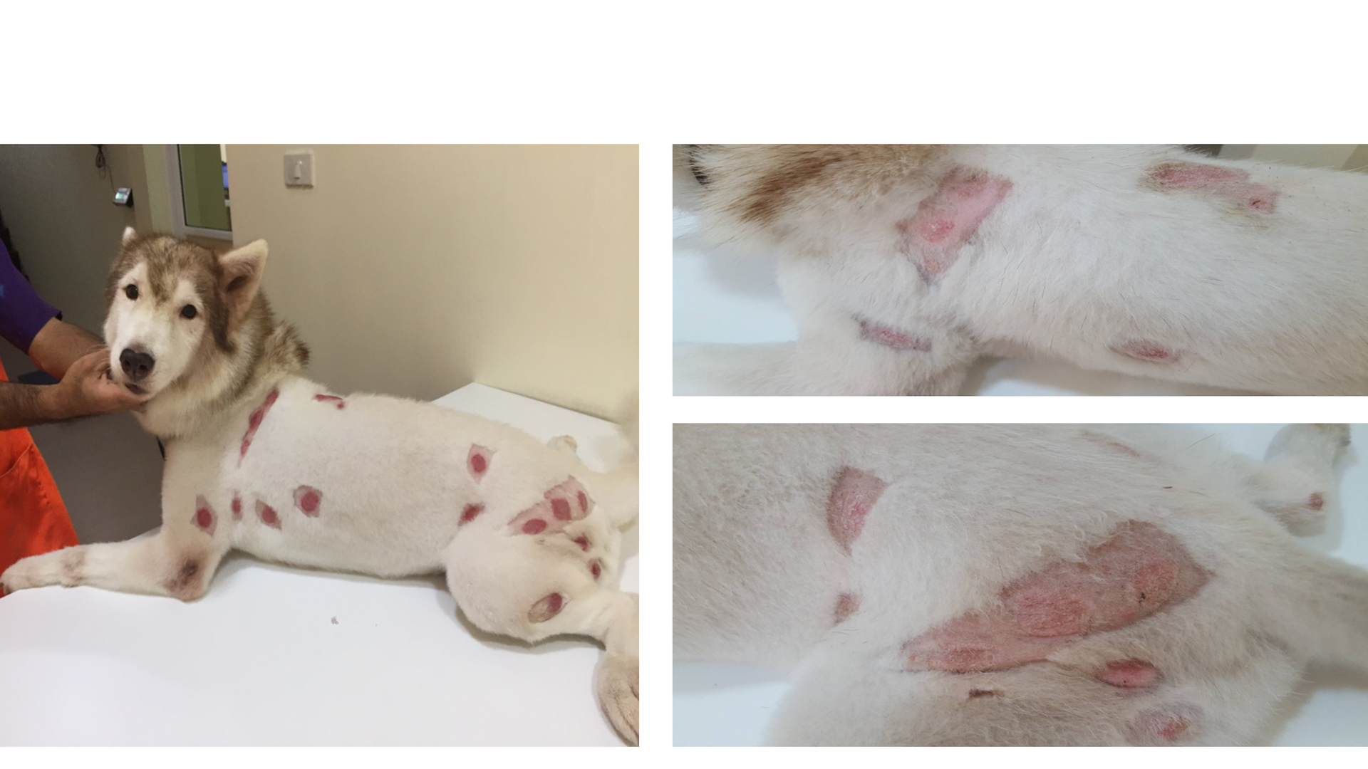 ผิวอักเสบ Dermatitis Husky ก่อน/หลัง