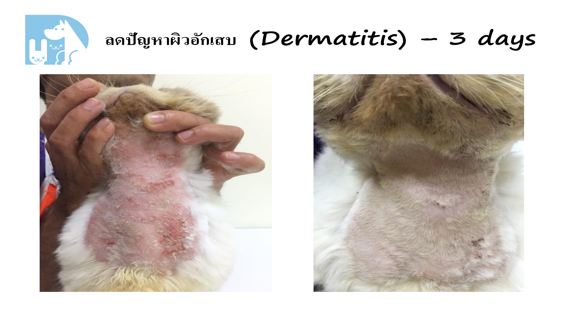 ผิวอักเสบ Dermatitis ก่อน/หลัง