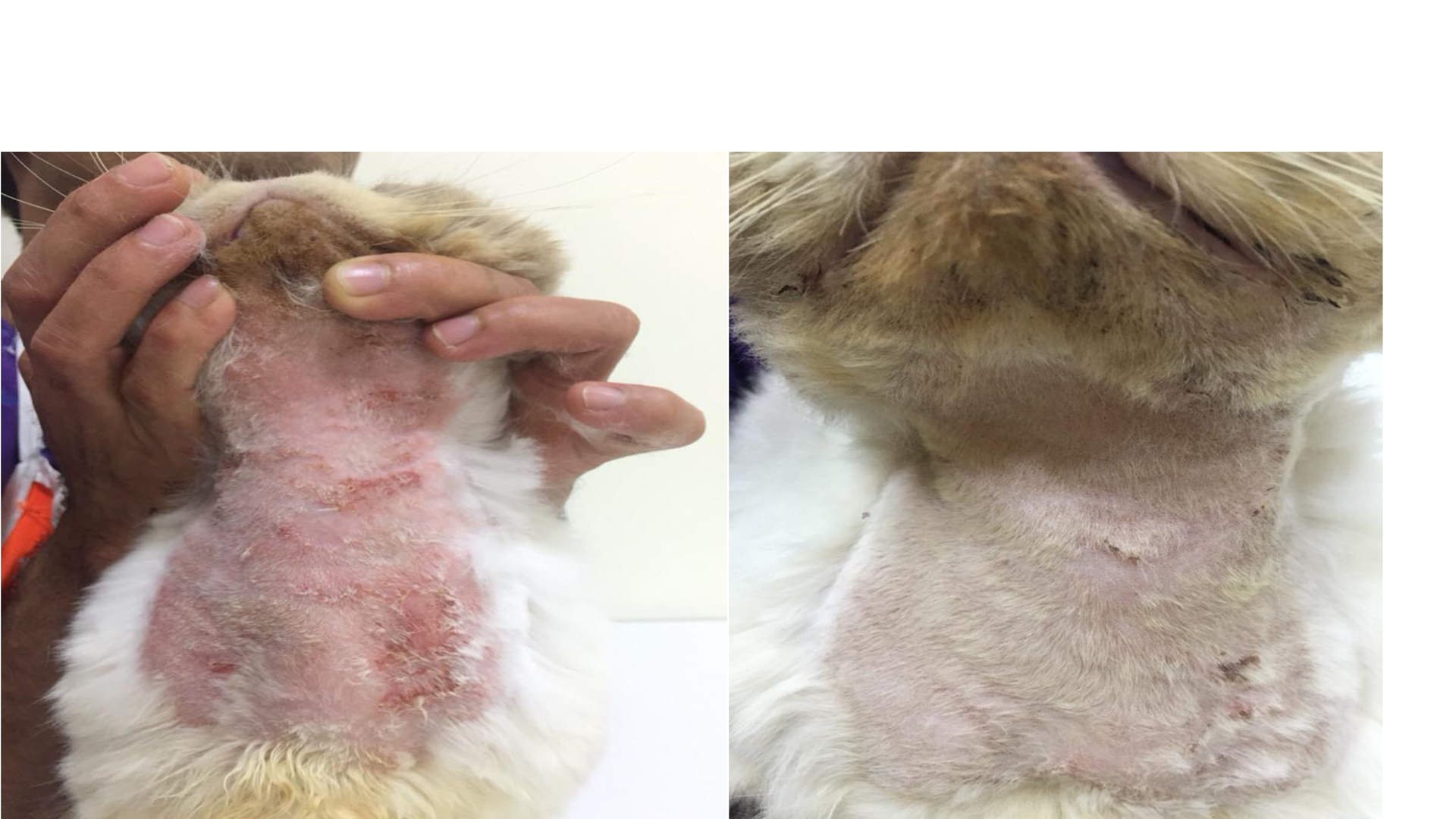 ผิวอักเสบ Dermatitis ก่อน/หลัง